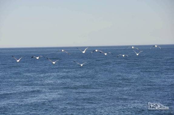 Gaivotas sobrevoam o litoral da Península Valdés, na  patagônia argentina